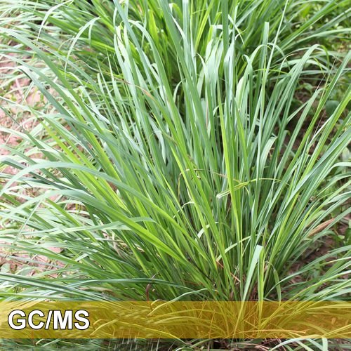 Citronella-Java 爪哇香茅